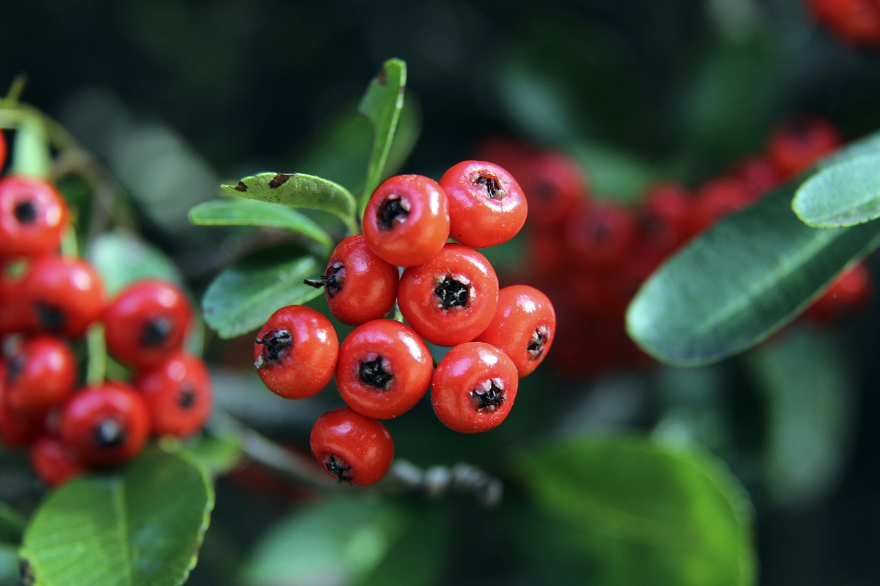 能为波尔图 能为波尔图